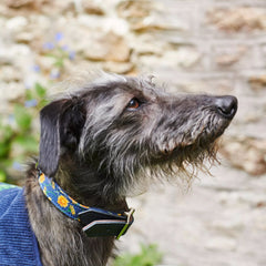 Dandelion Medium Pet Collar